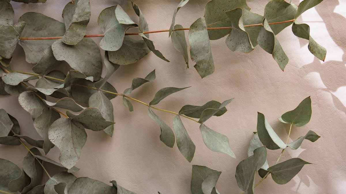 Eucalyptus on soft linen